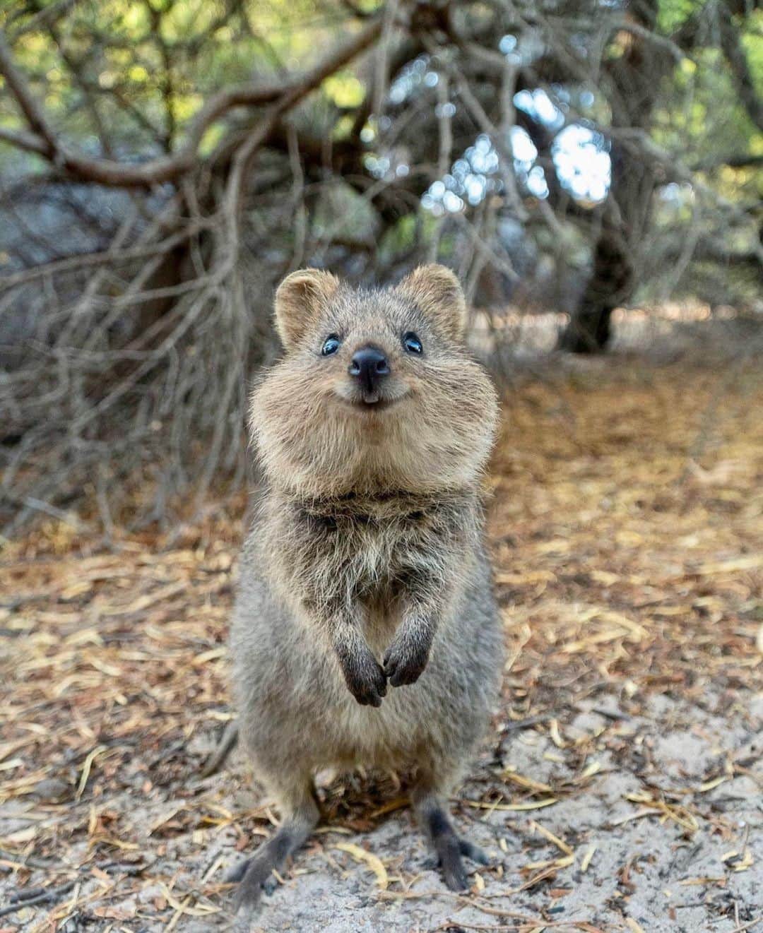 Australiaさんのインスタグラム写真 - (AustraliaInstagram)「Here’s a big #quokka smile to brighten your day. ❤️ @cruzysuzy spotted this cheerful fella on @westernaustralia’s @rottnestislandwa, where a large population of these nocturnal marsupials live. Their natural grins have earned them the nickname of “the world’s happiest animal,” which makes them the perfect selfie-partner for a #quokkaselfie. TIP: The island is a car-free zone, so get around by foot or hire a bike from @rottnestexpress; you’re guaranteed to see at a bunch of these photogenic critters as you paddle around.  #seeaustralia #justanotherdayinwa #rottnestisland #wildlife #travel」6月21日 20時00分 - australia