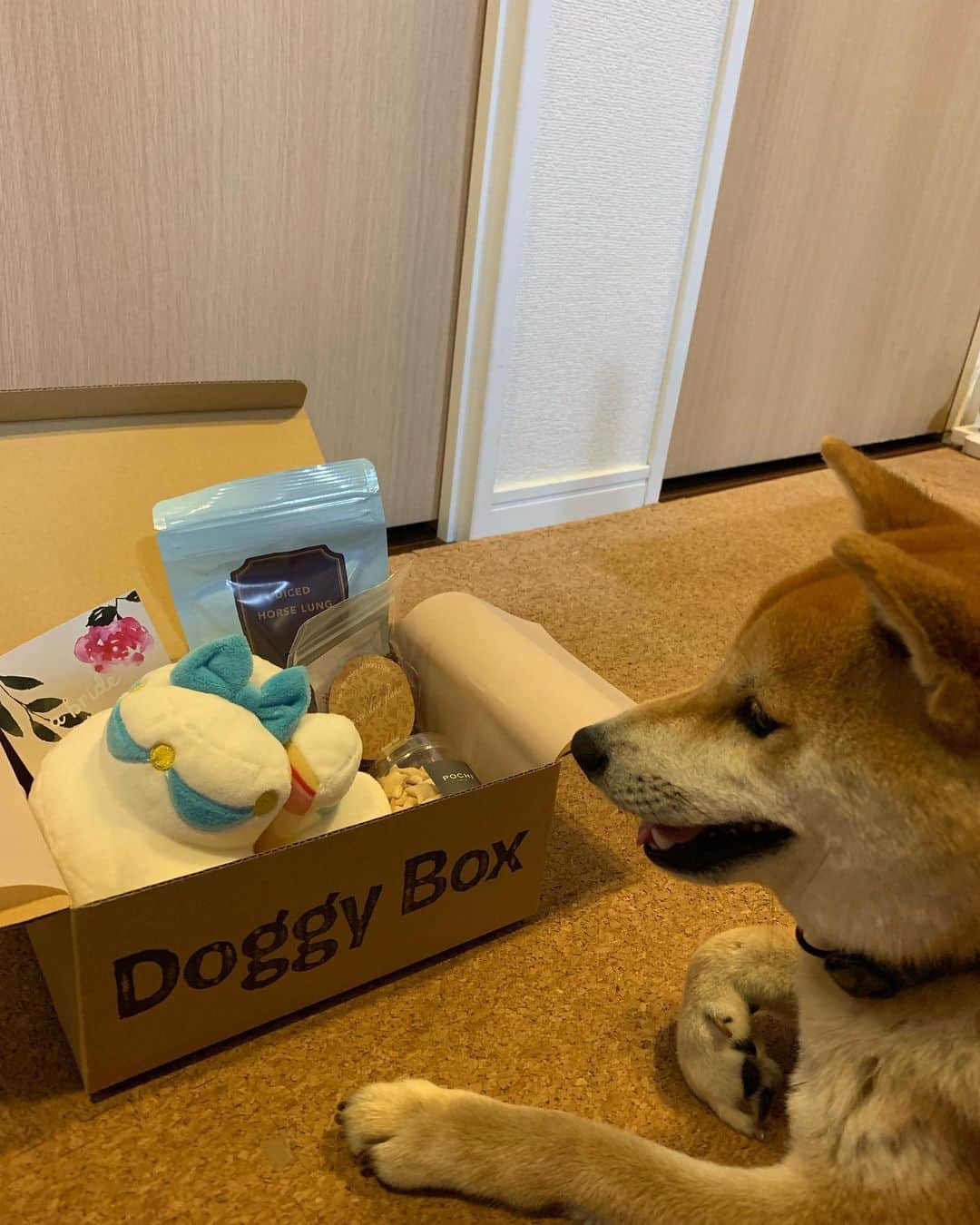 大山加奈さんのインスタグラム写真 - (大山加奈Instagram)「. . だいずくんにと Doggy BOXが届きました‼︎ . . 興味津々😆‼︎ . . そして即おもちゃで 遊んでました‼︎ . ウェディングケーキのおもちゃ かわいい💓💓 . . おやつも身体に良さそうで とてもおいしそう‼︎‼︎ . . だいずくんが嬉しそうで わたしも嬉しい☺️💓 . . #doggybox #ドギボ #トリーツ #ドッグトリーツ #だいず #だいず🐕💓 #豆柴 #豆柴部  #柴犬 #しばいぬ  #犬のいる暮らし#🐶 #🐕#いぬすたぐらむ #ワンスタグラム #しばすたぐらむ #mameshiba#shibainu#shibastagram #柴犬好きさんと繋がりたい #柴犬のいる暮らし #柴犬ライフ」6月21日 20時11分 - kanaoyama0619