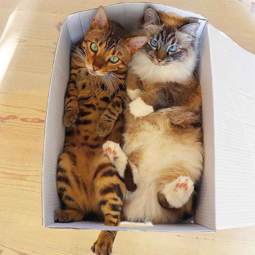 Cute Pets Dogs Catsさんのインスタグラム写真 - (Cute Pets Dogs CatsInstagram)「How cute are they? 😻🥰 📩 Submit your cat's photo to our contest email to be featured💕 ⠀⠀⠀⠀⠀⠀⠀⠀⠀ Notification ON 💙 #kittens_of_world and follow us to be featured 😸 From: unknown  #kitty #cats #kitten #kittens #kedi #katze #แมว #猫 #ねこ #ネコ #貓 #고양이 #Кот #котэ #котик #кошка #cutecats #cutest #meow #kittycat #topcatphoto #kittylove #mycat #instacats #instacat #ilovecat #kitties #gato #kittens #kitten」6月21日 20時45分 - dailycatclub