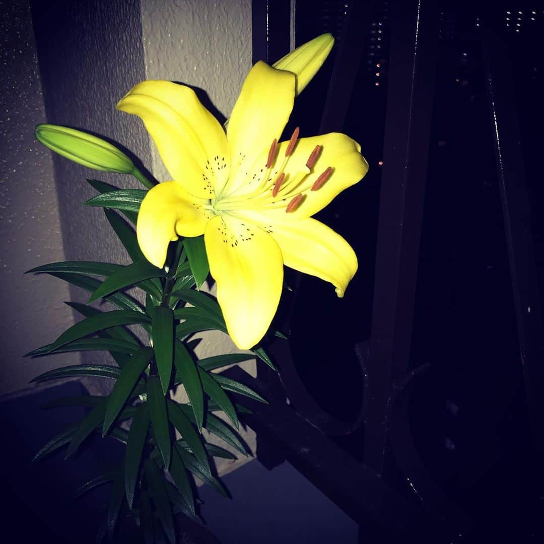 谷川正憲さんのインスタグラム写真 - (谷川正憲Instagram)「令和にも、花は咲く。」6月21日 20時50分 - masuo24hours