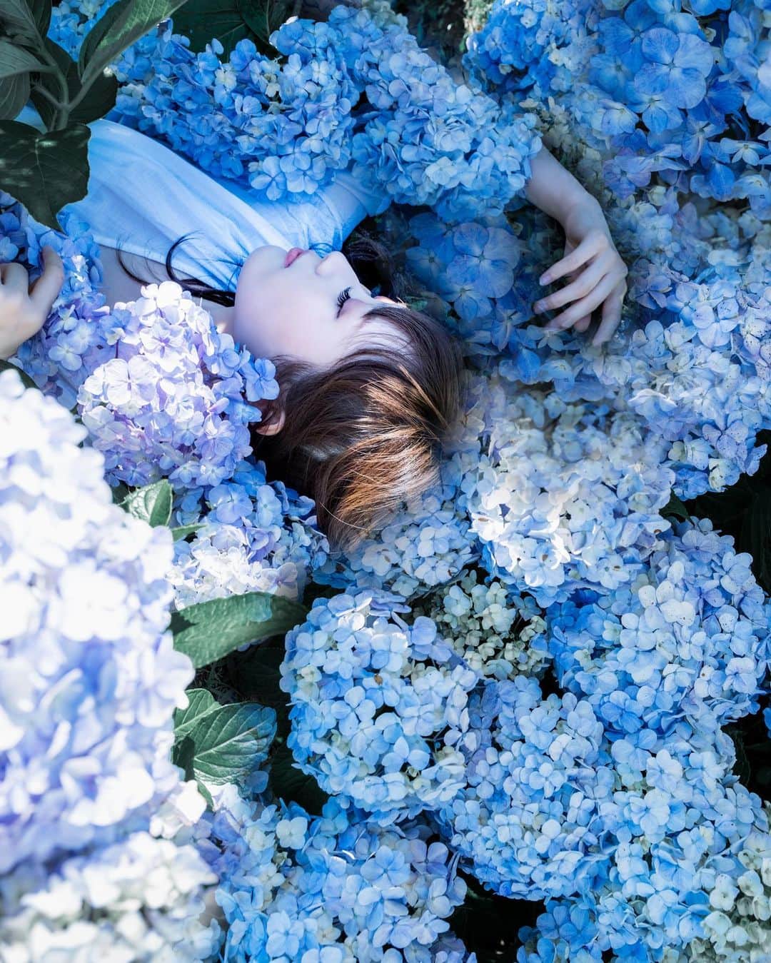 shabonさんのインスタグラム写真 - (shabonInstagram)「* . . . . . 💠 ༶⋆｡* . . ※紫陽花と地面の隙間に寝ているので 紫陽花は潰れてません。 . . FUJIFILM X-T3 / XF16-55mm F2.8 R LM WR . Film Simulation / Classic Chrome . . . . . * #igersjp #tokyocameraclub #東京カメラ部 #instagramjapan #team_jp_ #photo_shorttrip #impression_shots #GPW_members_only #as_archive #indies_gram #reco_ig #hueart_life #art_of_japan_ #ig_phos #daily_photo_jpn #visitjapanjp #jp_mood #whim_life #japan #indy_photolife #japan_daytime_view #kanagawa #hydrangea #紫陽花 #fujifilmxt3 #xt3 #Fujifilm #fujifeed  #fujifilm_xseries #今日もx日和」6月21日 20時55分 - shabon