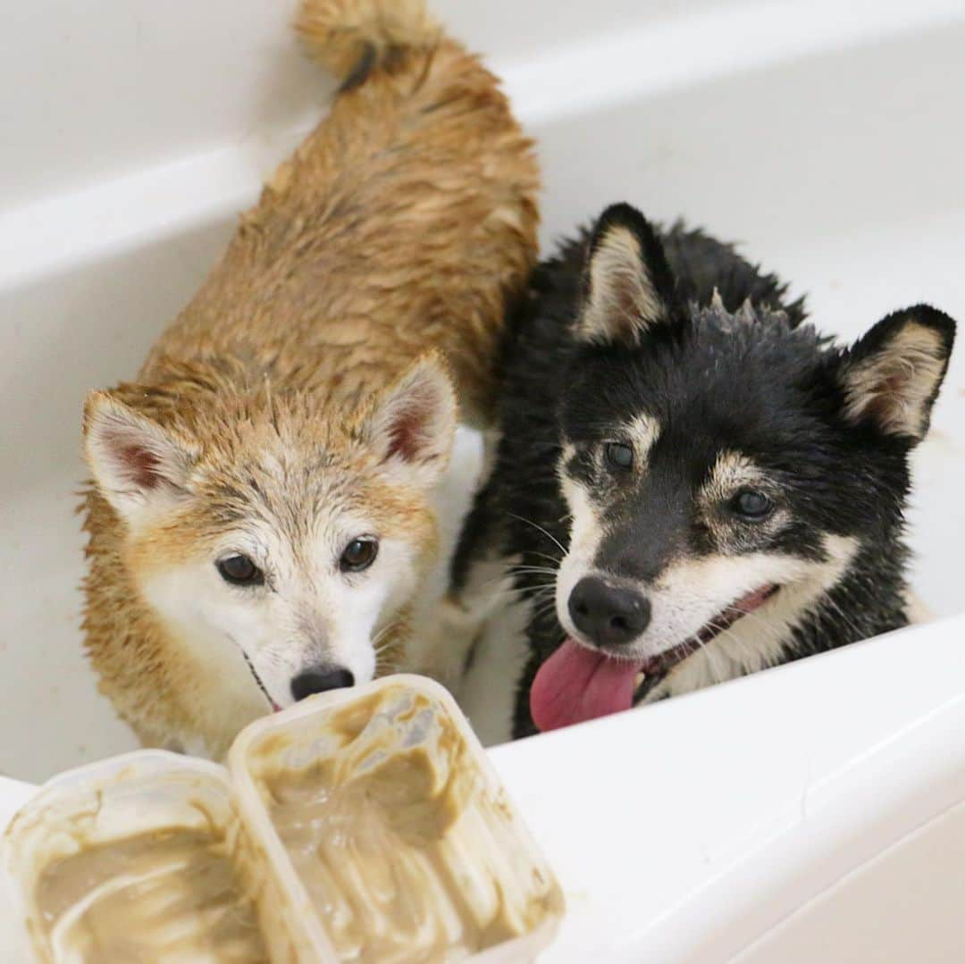 柴犬 けんしろう ゆりあさんのインスタグラム写真 - (柴犬 けんしろう ゆりあInstagram)「🐶🛁🐶スワイプしてね . 本日けんゆり災難デー。 . おうちでお風呂→病院でワクチン💉  災難フルコースでした。 (けん兄は爪切りと肛門腺絞りつき) . 先日、はんなり伊豆高原さんで頂いた 泥パックもしたよ〜🎁✨」6月21日 21時05分 - nerishiro