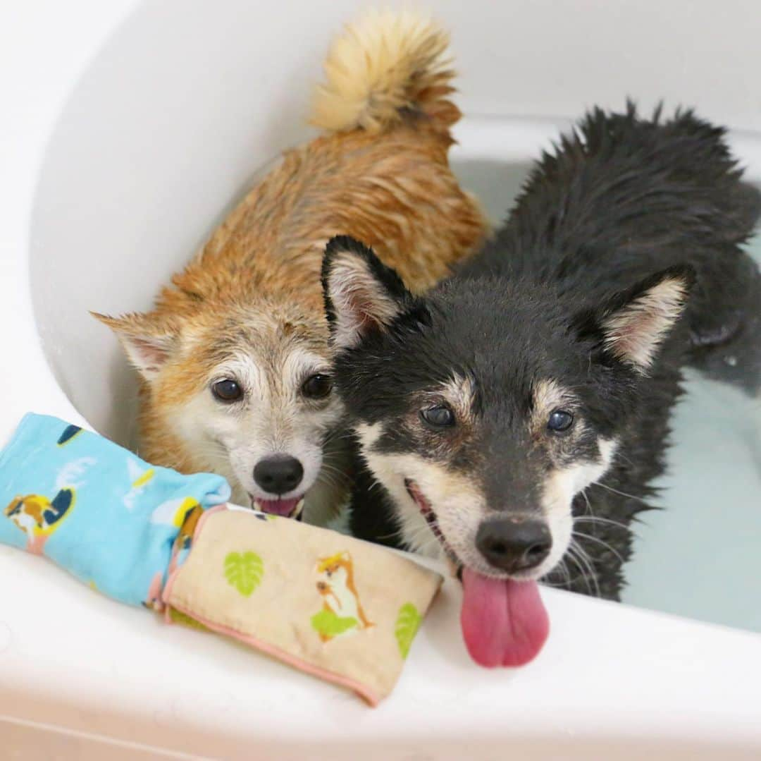 柴犬 けんしろう ゆりあさんのインスタグラム写真 - (柴犬 けんしろう ゆりあInstagram)「🐶🛁🐶スワイプしてね . 本日けんゆり災難デー。 . おうちでお風呂→病院でワクチン💉  災難フルコースでした。 (けん兄は爪切りと肛門腺絞りつき) . 先日、はんなり伊豆高原さんで頂いた 泥パックもしたよ〜🎁✨」6月21日 21時05分 - nerishiro