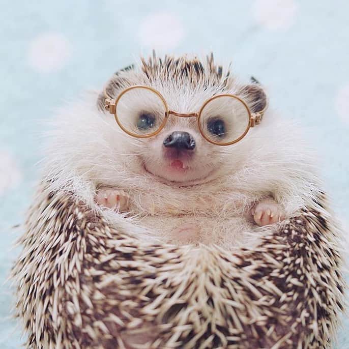 のインスタグラム：「#TGIF 🤓🦔 @hedgehog_azuki」