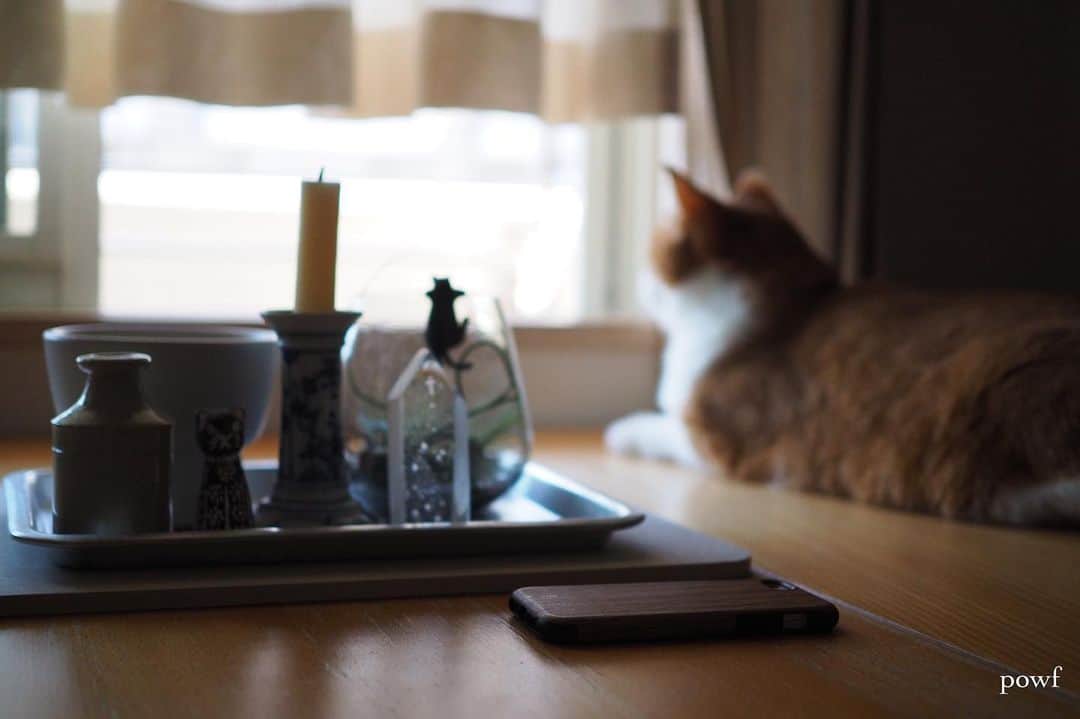 anemone_69のインスタグラム：「. #窓辺のハカセとキョウジュ . #ハカセとキョウジュ #茶トラ白 #茶白 #cat #猫 #保護猫 . . .」