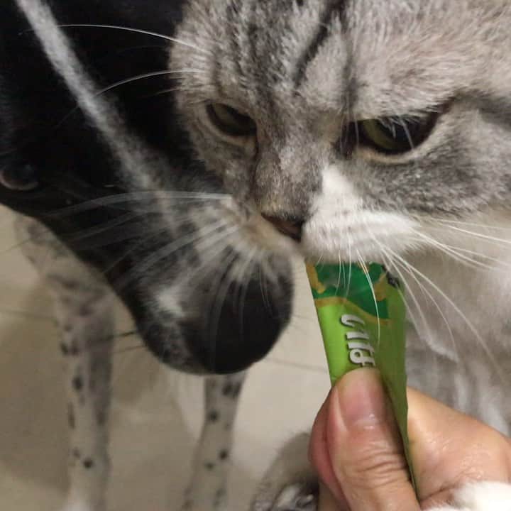 のインスタグラム：「. 😾どけどけ！かつお様のお通りだぞ！ . 🐶でも...メイもたべたいワン... . 😾100万年はえーぞ！ . 🐶⋯💦 . ってなことになってる気がするので、メイには後でこっそりあげました。 . . #yukaさんありがとう❤️ #また遊びに来てね😽🐶🙋🏻‍♀️ #cat #catstagram #catsofinstagram #instacat #cutecat #dogstagram #かつおとメイ#あおっぱなメイ」