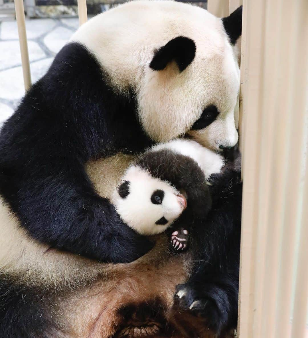 パンダ（白浜）さんのインスタグラム写真 - (パンダ（白浜）Instagram)「🐼 😊 #HELLOLITTLE 🐼🐼🐼 #ハローリトル #baby #pandamental #hellopanda #ハローパンダ #パンダグラビア and #panda #pandababy 🐼🐼🐼 ⭐︎『HELLO LITTLE』IN STORE NOW⭐️ #彩浜 2month age with Mom 2018」6月21日 21時12分 - hellopanda_book