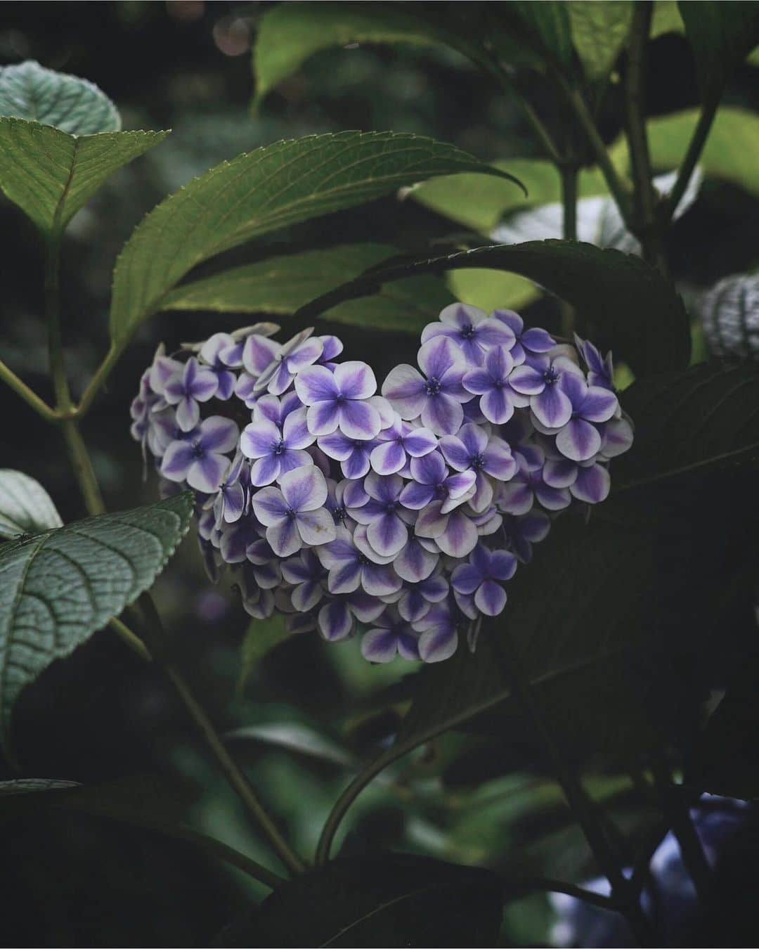 masayaさんのインスタグラム写真 - (masayaInstagram)「イングリッシュガーデン English Garden Yokohama  #Hydrangea #あじさい #紫陽花 #アジサイ #ハート #flower #flowers #heart」6月21日 21時26分 - moonlightice