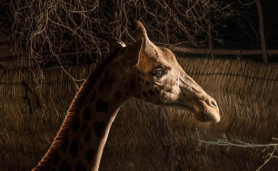 のインスタグラム：「Photo by Ami Vitale @amivitale | It’s World Giraffe Day! Here a West African giraffe from Niger's Giraffe Zone, a government-defined region where giraffes and humans co-exist, rests inside a boma before it is translocated. There are only about 600 West African giraffes left on the planet (up from a low of 49 in the wild, itself a conservation success). In December 2018, the Giraffe Conservation Foundation (@giraffe_conservation), with the Niger government and other partners, moved eight of these highly threatened giraffes from the Giraffe Zone to Niger's Gadabedji Biosphere Reserve, where they have been absent for more than 50 years. The translocation has been a huge success, and the giraffes are doing well. This is a hopeful story for an animal whose rapidly shrinking numbers are significant cause for concern.  Follow @amivitale @giraffe_conservation @sdzsafaripark to learn more about threats facing giraffes and what can be done to help them. #giraffe #savegiraffe #niger #WorldGiraffeDay」