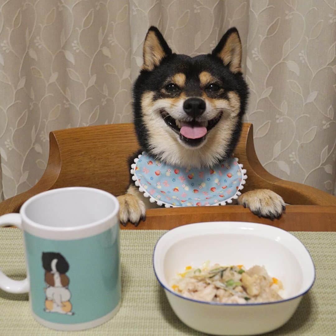 のインスタグラム：「ご飯いっただきま〜す😋ママちん、黒兵衛 @matsubaramiho のおまけでもらった可愛いいちごちゃん🍓よだれかけがよく見えるようにおててついてちょうだいって😵いつもは、お行儀悪いからテーブルにおててついたらダメって、すっごく怒るくせに💦 今日の晩御飯は、黒兵衛の#わんこが食べられる大肉焼売 と手羽元とお野菜(キャベツ、人参、舞茸、蕪、もやし、小松菜)を入れて炊いたお粥だよ。パパちんが飲み会でいないから、ママちんとのシェアご飯だよ😆2019.6.21  #勝手に営業部長 #黒豆柴こむぎ #黒豆柴 #豆柴 #黒柴 #柴犬 #柴 #まめしば #しばいぬ #しば #mameshiba #kuroshiba #shibainu #shiba #shibalove #shibalovers #shibastagram #shiba_snap #shibasofinstagram #west_dog_japan #ふわもこ部 #pecoいぬ部 #いぬら部 #proudshibas #thedailyshibainu #ここ柴部 #いぬのきもち #todayswanko」