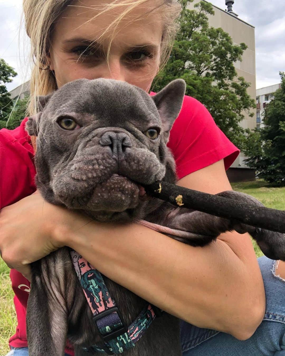 Kamila CIBAさんのインスタグラム写真 - (Kamila CIBAInstagram)「Moja mała świnka 💝🐷 #frenchie #blue #bulldogfrances #bestfriends #doggie #mylittledog #pig #love #misiumały」6月21日 21時54分 - kamilaciba