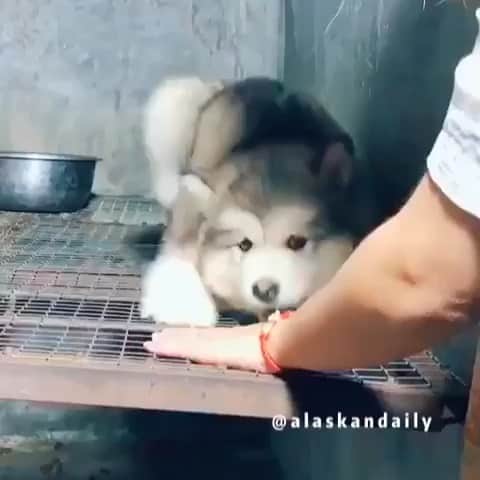 husky and malamuteのインスタグラム：「🥰🥰🥰」