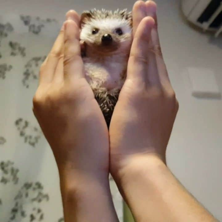 sr_ummのインスタグラム：「なつかしのおちんロケット。  平和な時間。  #ハリネズミ #hedgehog #ビフ #ビフビフ動画 #小指」