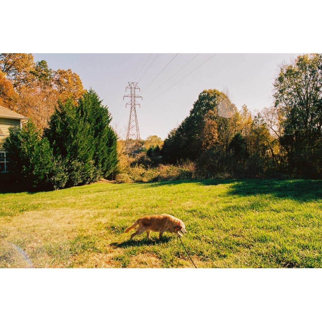 リリ・ラインハルトのインスタグラム：「My sweet Delilah. I can’t imagine a world without you in it. You were my best friend and my deepest love. I am heartbroken that you’re gone and forever grateful for the bond we shared.」