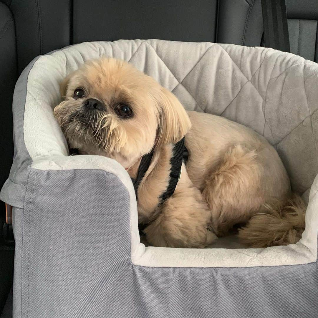 Dougie the Shih Tzuさんのインスタグラム写真 - (Dougie the Shih TzuInstagram)「PetCon road trip begins now! We can’t wait to meet some of you!  Little kid is going to take over IG stories tomorrow so be sure to follow along. ❤️」6月21日 22時41分 - dailydougie