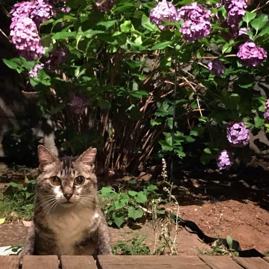 山田稔明さんのインスタグラム写真 - (山田稔明Instagram)「「娘よ、誕生日おめでとう」 チミママが通ってくるようになったのはポチ実がうちの猫になってから。秋が来たらもう5年になるのね。 #チミママ」6月21日 22時35分 - toshiakiyamada
