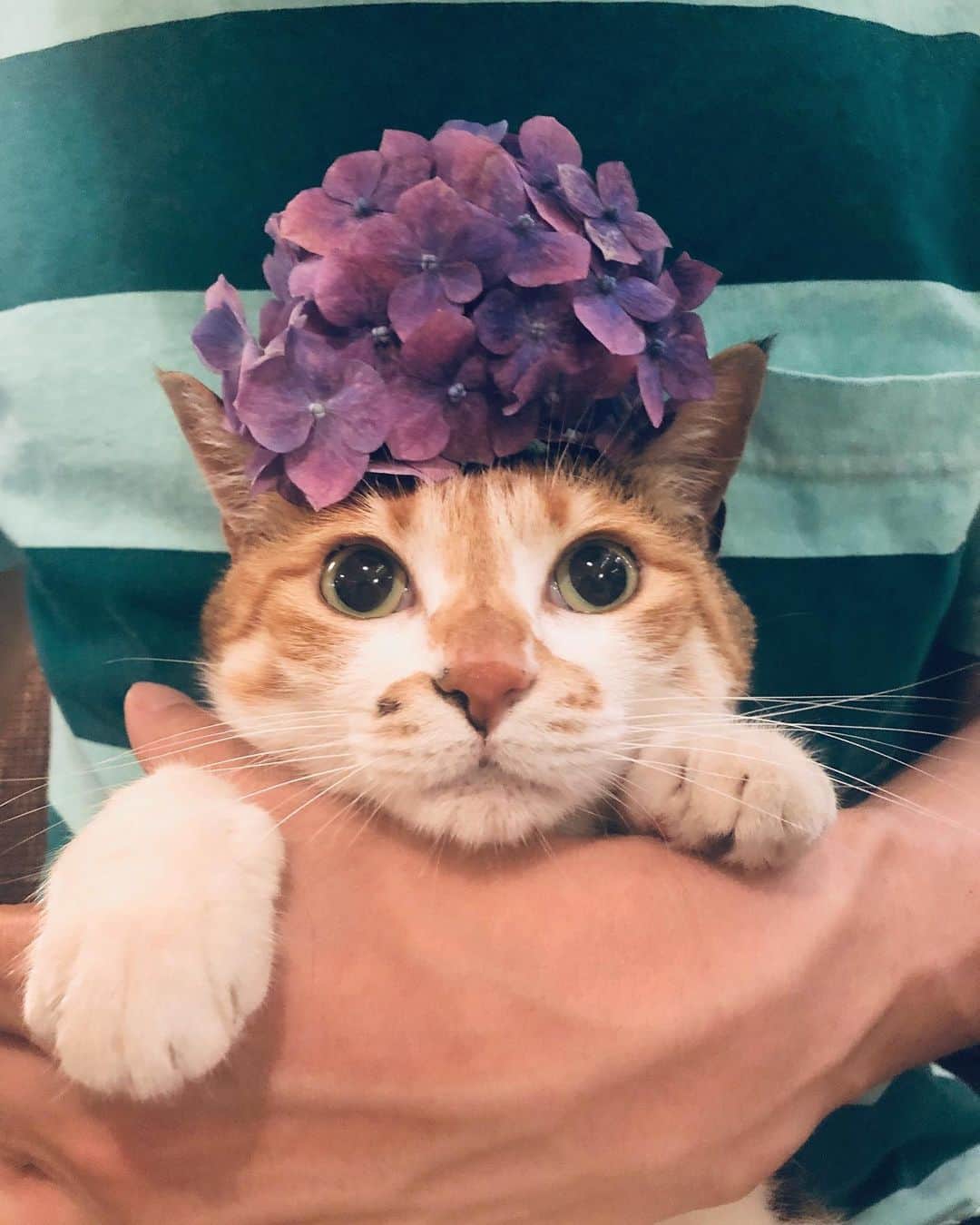 山田稔明さんのインスタグラム写真 - (山田稔明Instagram)「ポチ実へたくさんのお祝いの言葉をありがとうございます。最近一日の半分以上を屋外で過ごしているチミ猫と庭の紫陽花。 #ポチ実 #三毛猫」6月21日 22時59分 - toshiakiyamada
