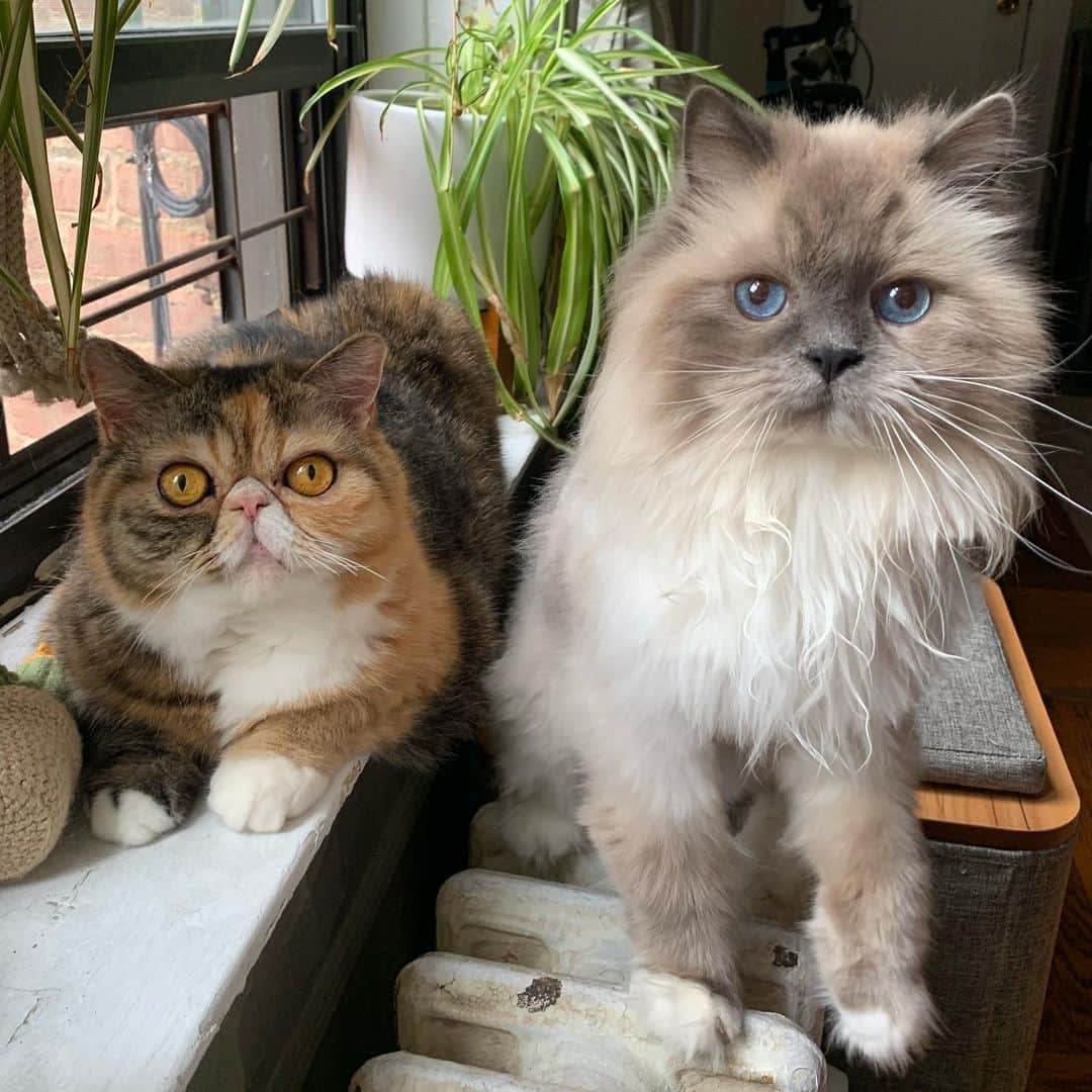 Tinaのインスタグラム：「We heard it’s take your dog to work day. Thank goodness we are not dogs. 😹 #FriYAY #StayHome #CatLife」