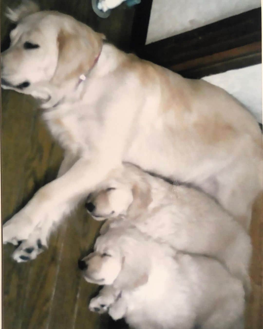 高橋ひとみさんのインスタグラム写真 - (高橋ひとみInstagram)「生まれたばかり、生後二カ月のモモエの写真が出てきました❗️ モモエは7人兄妹の3姉妹です。 生まれた時はかなり白かったんです。 あれからあっという間の11年。 #goldenretriever #retrieverpuppy  #ゴールデンレトリバー #大型犬  #ilovegolden_retrievers」6月21日 23時07分 - hitomi_momoe