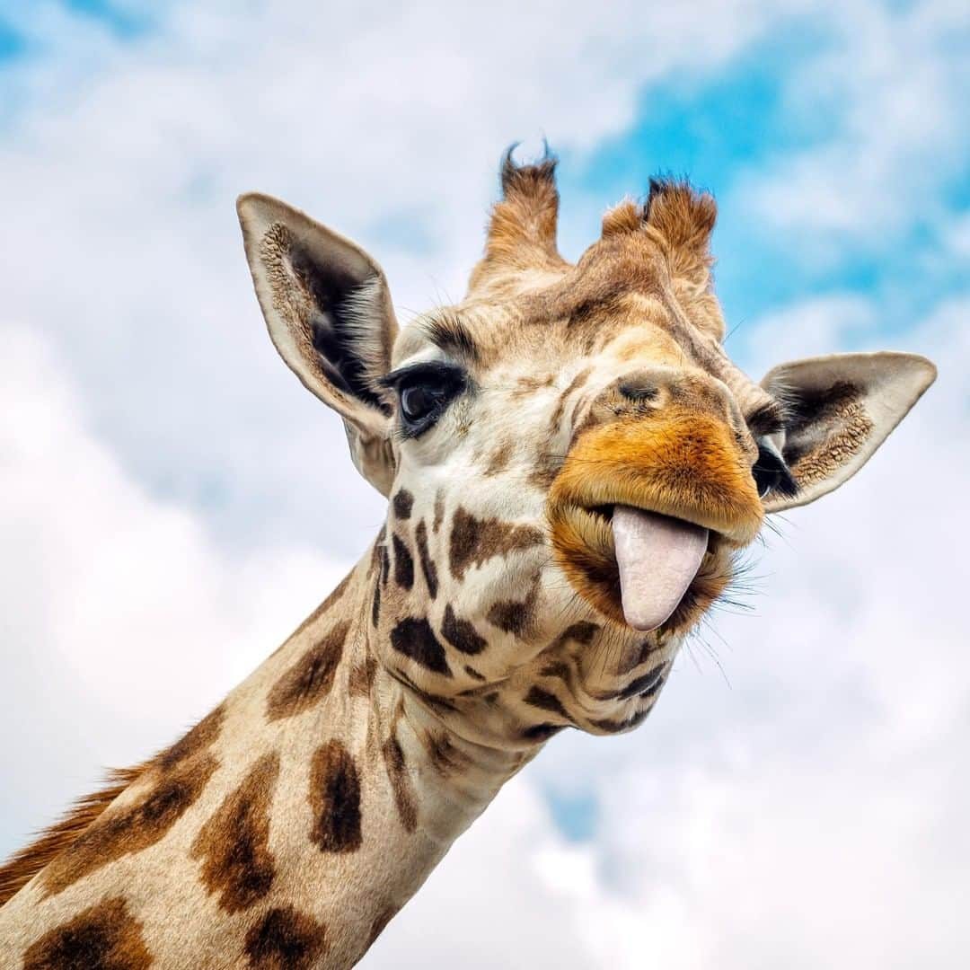 アニマルプラネットさんのインスタグラム写真 - (アニマルプラネットInstagram)「Mlems for #worldgiraffeday! . . . . . #animalplanetupclose #animalsofinstagram #animalplanet #animaloftheday #wild #wildlife #outdoors #animals #wildanimals #conservation #nature #animallovers #instanature #wildgeography #giraffe #cute」6月21日 23時00分 - animalplanet