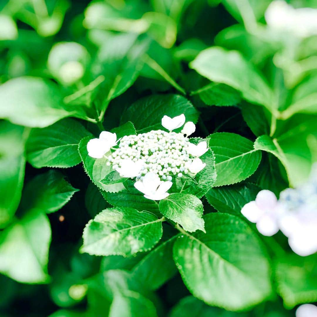 黒沢秀樹のインスタグラム：「ちょっと前にすれ違った紫陽花。6月のうちに。 #flowers  #tokyo」