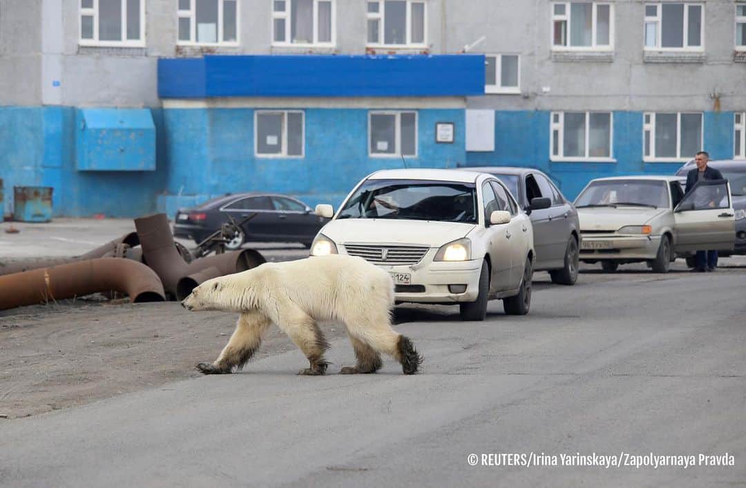 RIAノーボスチさんのインスタグラム写真 - (RIAノーボスチInstagram)「В середине недели жители Норильска стали выкладывать в соцсети фото и видео гуляющей по городу белой медведицы. Зоологи поймали краснокнижное животное. Сегодня его доставили в Красноярск. Здесь медведицу полностью обследуют и проведут необходимое лечение. В парке "Роев ручей" предполагают, что животное держали для будущей контрабандной продажи.」6月21日 23時03分 - ria_novosti