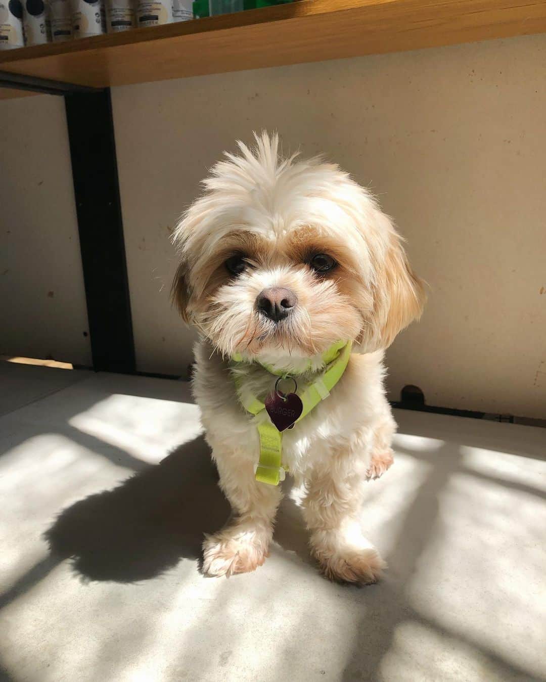 Urban Outfittersさんのインスタグラム写真 - (Urban OutfittersInstagram)「It's the first day of summer, but possibly more importantly: it's Take Your Dog to Work Day! At UO, that happens to be every day. #UODogs」6月21日 23時05分 - urbanoutfitters