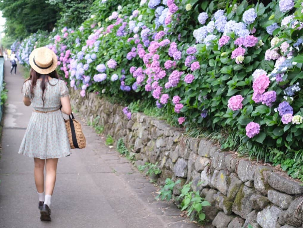 Yukaさんのインスタグラム写真 - (YukaInstagram)「アジサイシリーズ① 王子駅にある飛鳥山公園 都電荒川線で来るのがオススメ😉 * 2年前に、初めて出会ったときもアジサイの季節だった 2年後、また一緒に見に来られて本当に良かった😙 これからもよろしくね💕 * 第一次去王子站的飛鳥山公園 覺得地廣人稀非常推薦 只是蚊子很多建議帶防蚊液！ 這邊也有都電荒川線，可以順便體驗路面電車 非常有下町感！ * 跟朋友兩年前因為紫陽花而相識 兩年後還能一起來看紫陽花好開心 以後還請多多指教😗  #yukajapanfood#yukajapandaily#yukajapantravel#hakusanjinja#japan#ajisai#飛鳥山公園#都電荒川線# #アジサイ#紫陽花#あじさい#王子駅#六月#インスタ映え#フォトスポット#かわいい#写真好きな人と繋がりたい#カメラ女子#暑い#お出かけ#晴れ#カメラ部#一眼レフ#写真加工#写真部#カメラ好きな人と繋がりたい#お花#一眼レフ」6月21日 23時06分 - loveyuka06