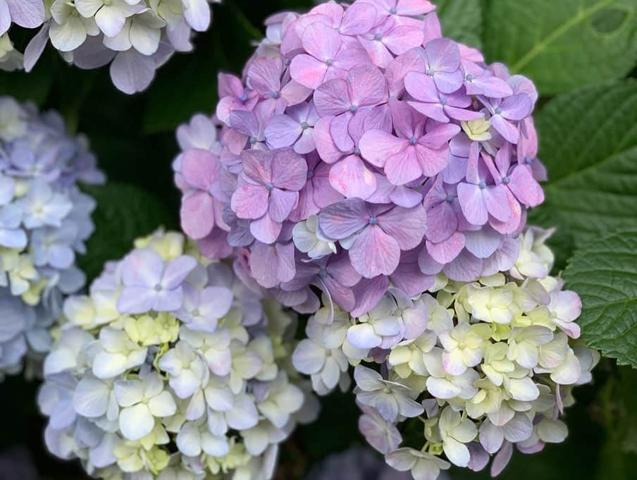 Yukaさんのインスタグラム写真 - (YukaInstagram)「アジサイシリーズ① 王子駅にある飛鳥山公園 都電荒川線で来るのがオススメ😉 * 2年前に、初めて出会ったときもアジサイの季節だった 2年後、また一緒に見に来られて本当に良かった😙 これからもよろしくね💕 * 第一次去王子站的飛鳥山公園 覺得地廣人稀非常推薦 只是蚊子很多建議帶防蚊液！ 這邊也有都電荒川線，可以順便體驗路面電車 非常有下町感！ * 跟朋友兩年前因為紫陽花而相識 兩年後還能一起來看紫陽花好開心 以後還請多多指教😗  #yukajapanfood#yukajapandaily#yukajapantravel#hakusanjinja#japan#ajisai#飛鳥山公園#都電荒川線# #アジサイ#紫陽花#あじさい#王子駅#六月#インスタ映え#フォトスポット#かわいい#写真好きな人と繋がりたい#カメラ女子#暑い#お出かけ#晴れ#カメラ部#一眼レフ#写真加工#写真部#カメラ好きな人と繋がりたい#お花#一眼レフ」6月21日 23時06分 - loveyuka06