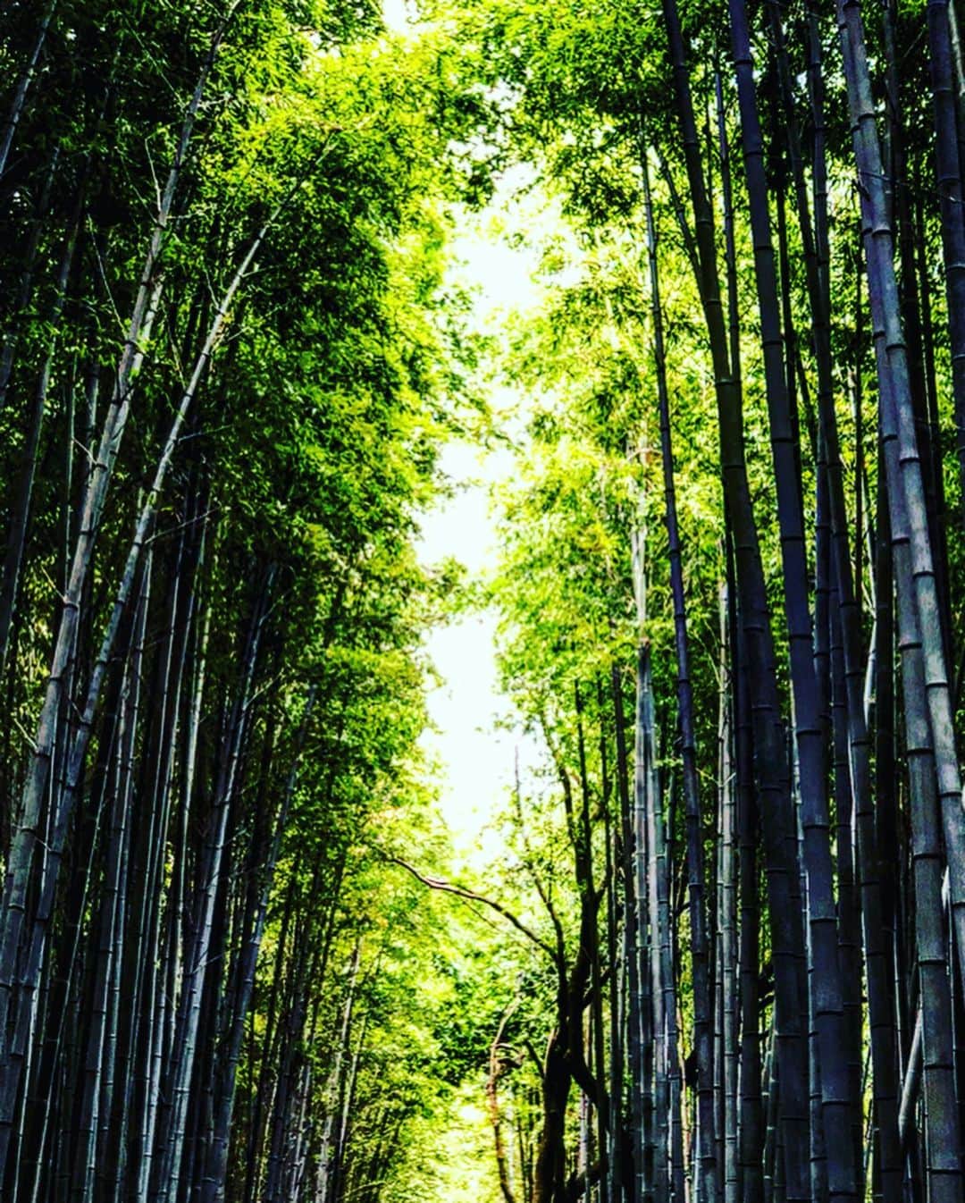鈴木絢子さんのインスタグラム写真 - (鈴木絢子Instagram)「・ ・ #新緑の京都 #嵐山 #嵯峨野 の#竹林の小径 🎋✨ 小さい頃から見慣れているはずの竹やぶwですが、ここは特別な空気感。 ・ そして#渡月橋 より#桂川 上流にある、#秘境 の料亭、#松籟庵 さんで#豆腐懐石 を頂きました😊 #女将さん が#書道家 ということで、店内至る所に作品が飾られています！ ・ 癒しが詰まったエリアで#全身デトックス 🧘‍♀️✨ ・ ・ ・ #京都 #新緑 #癒しの場所 #パワースポット #森林浴 #マイナスイオン #パワーチャージ #働く女性 #姉妹 #小旅行 #京都行こう #trip #kyoto #kyotojapan #bamboo #🎋」6月21日 23時15分 - ayako_suzuki810