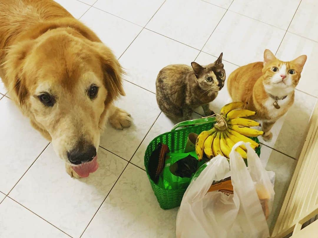 tamatamagoさんのインスタグラム写真 - (tamatamagoInstagram)「all together 🐶😼🐱📸 . .  久々3ぴき一緒に ナイスショット📸🐶😼🐱💕 買い物袋をチェックしに来ただけだけどね😊😊 . .  #中身は #バナナとドラゴンフルーツと #マンゴーとグァバ #マーケットの戦利品😋 . .  #ワンコがいてもニャンコと暮らせる  #目指せ1000ポスト . .  #ゴールデンレトリバー #茶トラ #大型犬 #レトリバー #大型犬のいる生活 #犬と猫 #茶トラ男子部 #サビ猫 #犬と猫のいる暮らし #catsanddogs #meowvswoof #cutepetclub #goldenretriever #retriever #retrievergram #retrieveraddiction #catstagram #cats_feature #cats_of_instagram #tortiesofinstagram #rescuecat #catthailand #แมวไทย」6月21日 23時24分 - tamatamago