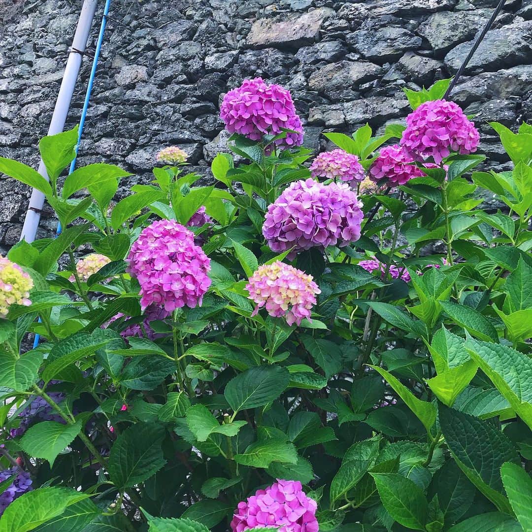 川上千尋さんのインスタグラム写真 - (川上千尋Instagram)「おばあちゃんと歌を歌う愉快な夜☁️ この写真見せたら「うわぁ、きれいな紫陽花。」って言ってくれたらから皆さんに共有☺️」6月21日 23時25分 - this_chihhi
