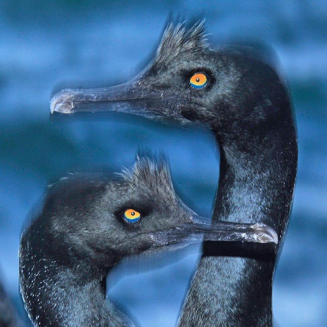 Thomas Peschakのインスタグラム：「Sometimes nature is stranger and more fantastical than science fiction. Those are the real colors of a Bank cormorant’s psychedelic looking eyes. This endangered seabird is restricted to the cold Atlantic Ocean off the west coast of Southern Africa and the total global population declined by 60% between 1975  and 2011. Today there are less than 1000 breeding pairs left in the wild. Photographed on assignment for @NatGeo on Namibia’s remote Mercury Island. #seabirds #bankcormorant #psychadelic #birdphotography #namibia #africa」