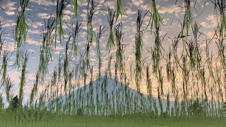 phantastic420のインスタグラム：「. 🤩🤩“Shizuoka” prefecture in Japan is a place where you can see the most “phantastic” Mt. Fuji🗻 in the world.🤩 #富士山 #mtfuji #japan #shizuoka #fujinomiya  #phantastic420photography #mostphantasticmtfuji #selamatpagi  #goodmorning  #おはようございます 😇😇😇😇😇😇😇🗻😇😇 是非ストーリーズの大画面で見てください🤣😍🤩😋」