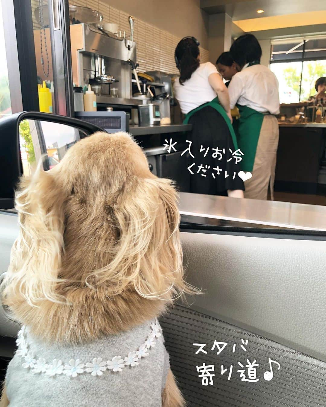 チズさんのインスタグラム写真 - (チズInstagram)「来月の旅行✈️ マロくん預かってもらう DOG'S PAWさんに お試し預かりに🐶💖 インスタでみていたアトム君 とっても賢くていい子❤️ マロンさん… 3時間ずっと ウロウロ🐕🐾 ゴミ箱🗑開けてみたり… 柵の隙間をすり抜け？たり… よそ様のベッドにハッスルしたり ちーも💩も…絶好調😳 到着1分で、驚愕のちー&💩の 同時出し😦  生マロンに驚きと感動？と衝撃？を 感じたことでしょう。笑。  こんな13歳見たことない😉 とオーナー様からお褒め？の 言葉を頂戴しました💖  他のワンちゃんに迷惑かけん ようにマロ君お泊りの時頼むでぇー マロの唯一の取り柄は 何処へ行っても自分らしく✨ みんなと仲良くできる社会性が あるところ🙂 どうぞよろしくお願い致します🙏  #ペットホテル#DOG'SPAW #お試し預かり #元気ハツラツ #お転婆#爺さん #心配なのは私だけ ？ #ドライブスルー 🚗💨 #スタバ ☕️ #煎茶グリーンアップル 🍏 #美味ざんす 🍎 #Mダックス#ダックス#ミニチュアダックス #親父犬#シニア犬#ミニチュアダックスフンド #ミニチュアダックスクリーム#短足部 #短足犬#カニンヘンダックス #ダックス13歳#カニンヘンダックスフンド#犬は家族#犬のいる生活#インスタでわんこみるのが日課 ♡♡」6月21日 23時36分 - sqi.chizu