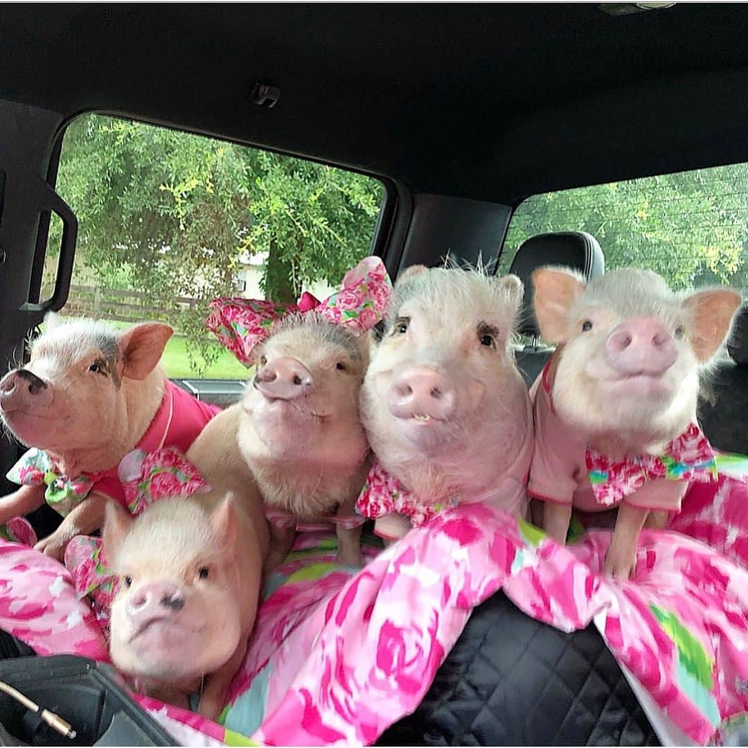 Priscilla and Poppletonさんのインスタグラム写真 - (Priscilla and PoppletonInstagram)「Happy First Day of Summer and Happy National Wear Your Lilly Day! These little piggies are going wee, wee, wee all the way to Atlanta today! This is us pulling up to to the drive-thru at our first pig stop.🐷💕🐽🎀#roadtrip #pigstop #atlantaherewecome #nwyld #PiggyPenn #PoseyandPink #PrissyandPop」6月21日 23時38分 - prissy_pig