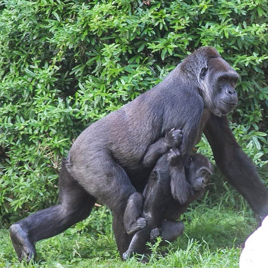 スミソニアン国立動物園のインスタグラム