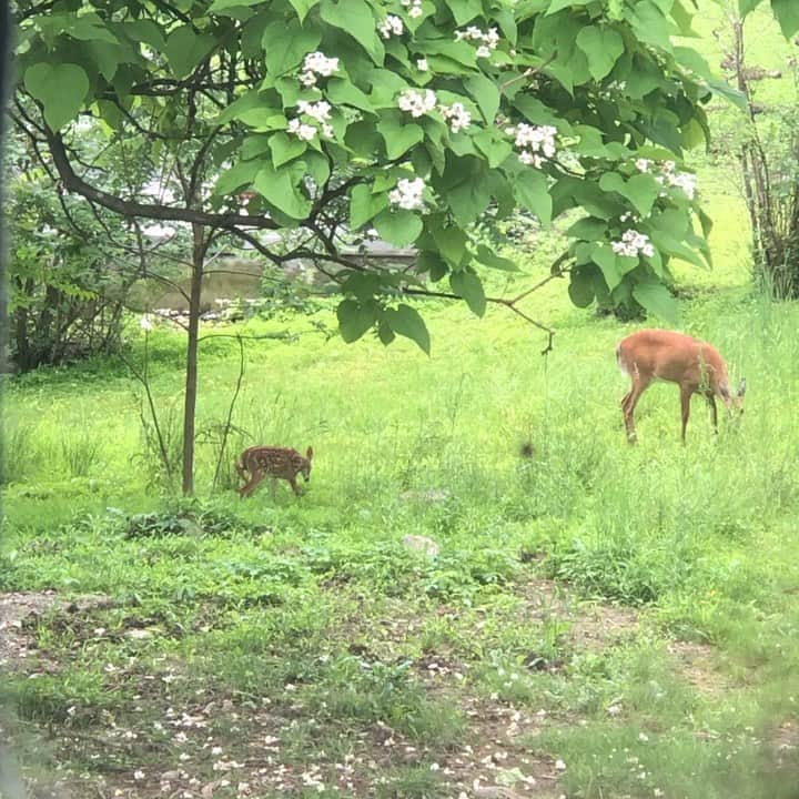Grace Bonneyのインスタグラム：「A baby deer and it’s mama have taken up residence in our yard. We found them sleeping in the front yard last night right under our living room windows. Between this and the bird that built a nest on the blade of our patio fan where she’s having her babies, our house feels like one giant nature love fest and I am SO into it. This baby deer is seriously the cutest thing I have ever seen. (Don’t tell Winky I said that) 💛」