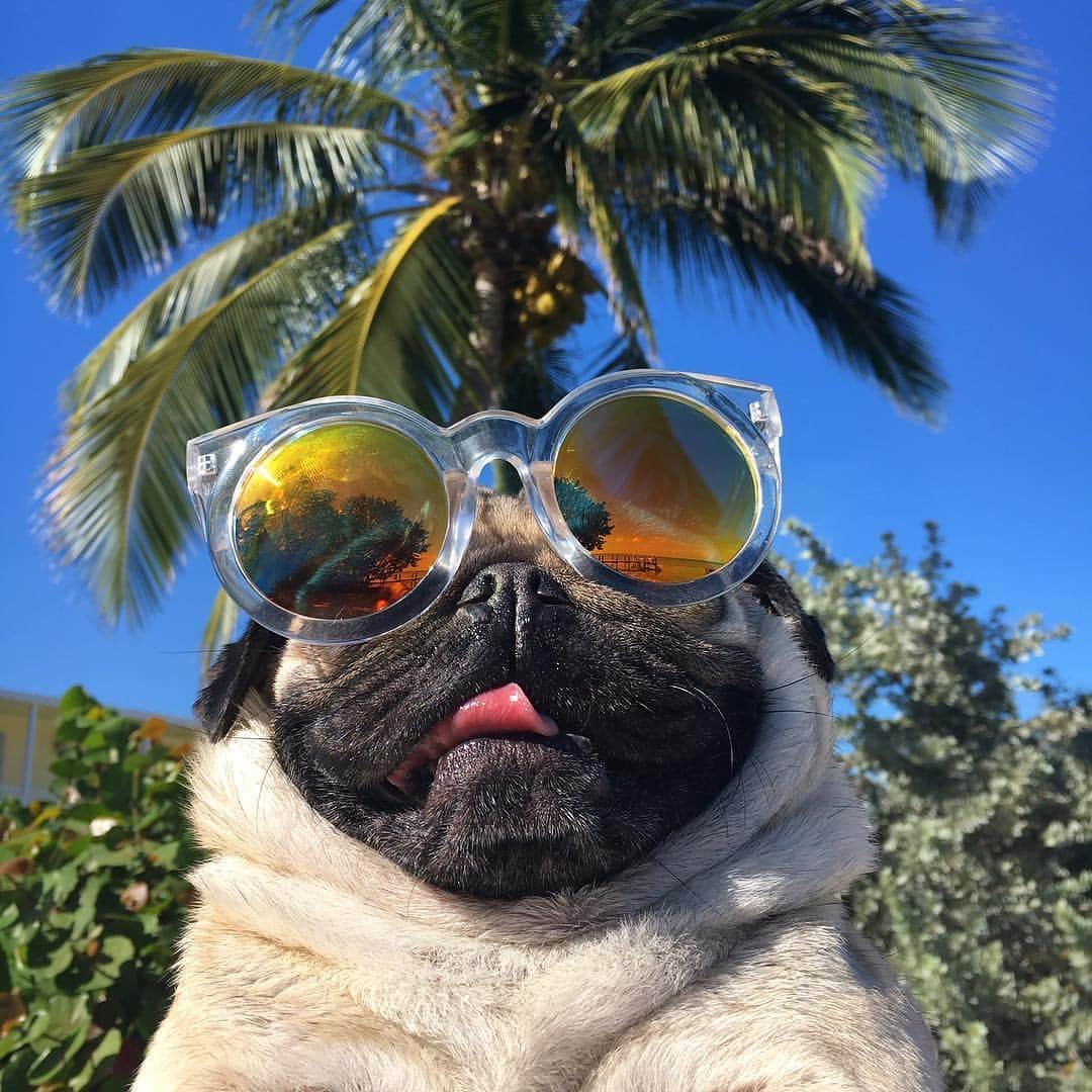 itsdougthepugさんのインスタグラム写真 - (itsdougthepugInstagram)「“Eating my way through Summer” -Doug」6月21日 23時53分 - itsdougthepug