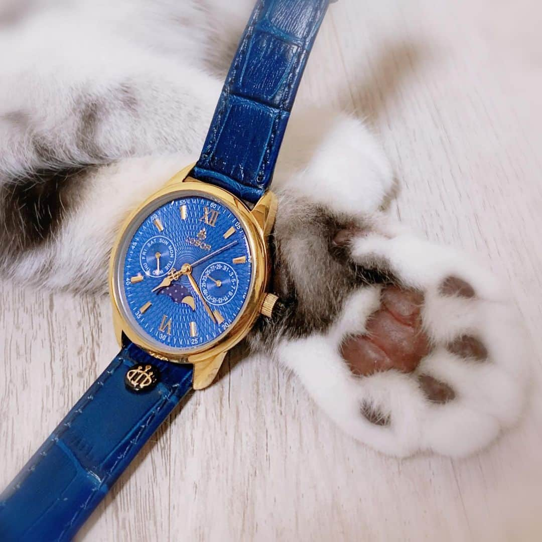 HANAさんのインスタグラム写真 - (HANAInstagram)「@loborjapanpress @loborjapan 様からご提供頂いた時計です⌚️ 青色がすごく鮮やかですてき💃 ハナも気にいたそうです😻  クーポンあります： 【hana527】で10%off🉐️ #lobor#ロバー#腕時計#時計#手元倶楽部」6月22日 0時12分 - hana__kitty