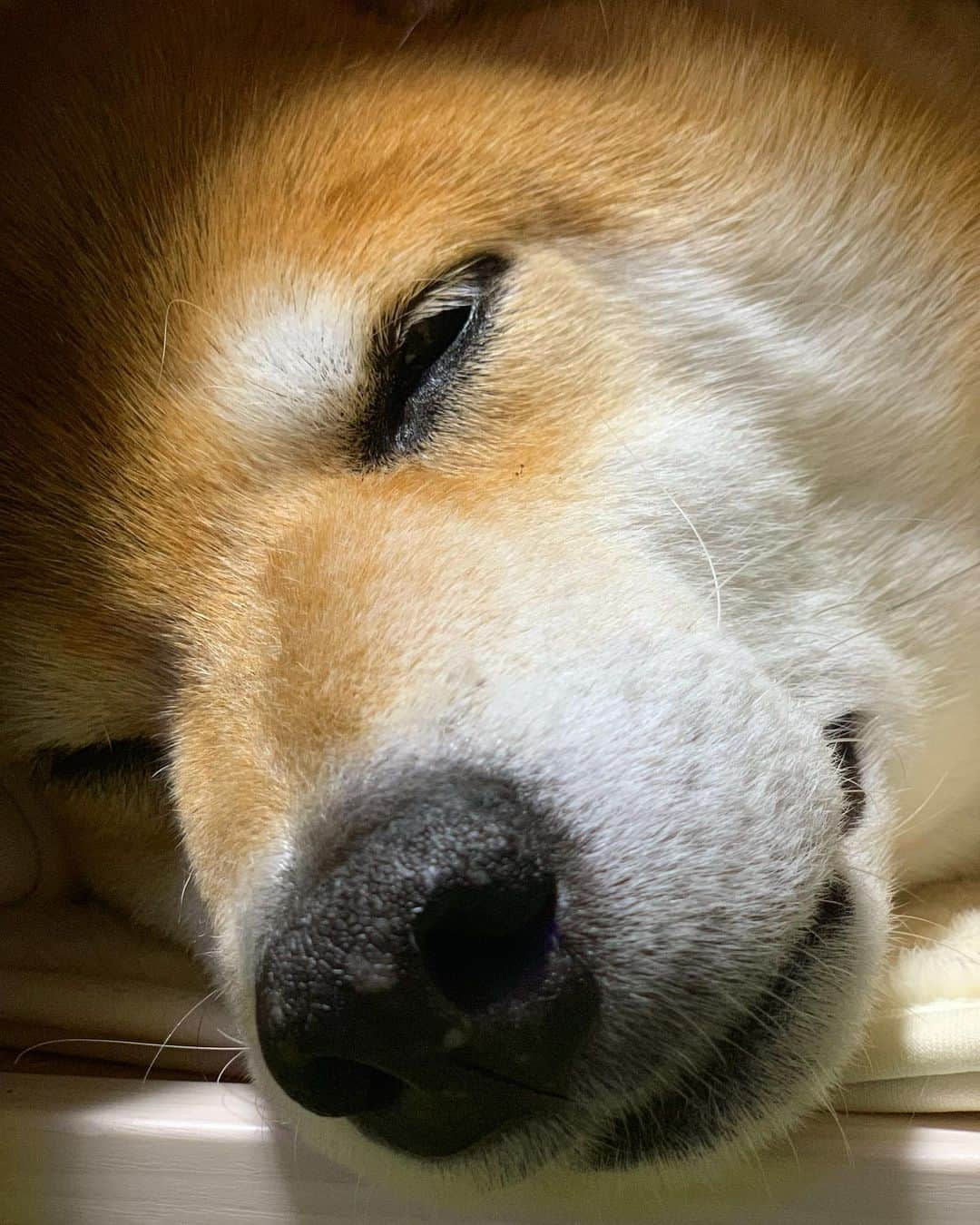 まる（まるたろう）さんのインスタグラム写真 - (まる（まるたろう）Instagram)「Good night!!✨🐶💤✨近いよ。 #白線の内側まで下がってくださいね #ドアップ禁止 #恥ずい #画面はみ出てんじゃん」6月22日 0時15分 - marutaro