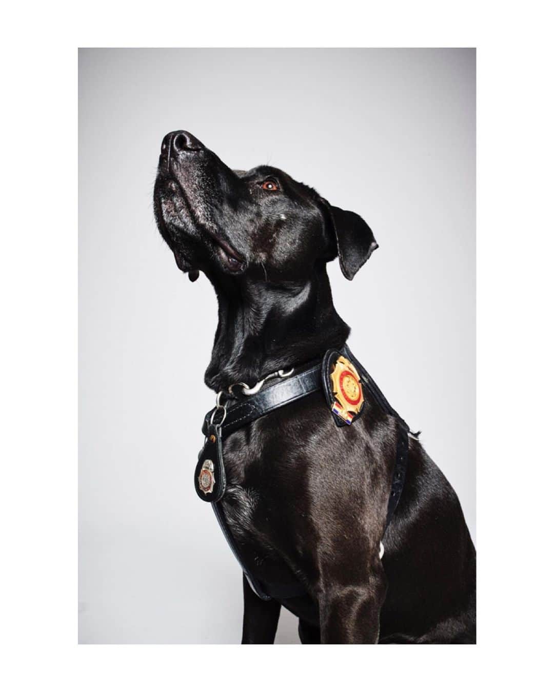 レイチェル・レイさんのインスタグラム写真 - (レイチェル・レイInstagram)「For #takeyourdogtoworkday 🙌🏻🐾 I’ve got to talk about an amazing pup who goes to work for all of us everyday. ⠀⠀⠀⠀⠀⠀⠀⠀⠀ ⠀⠀⠀⠀⠀⠀⠀⠀⠀ This month’s @rachaelraymag celebrates our first responders, including this special four-legged one 🐶😍 @k9bucca who I got to shoot the cover with! ⠀⠀⠀⠀⠀⠀⠀⠀⠀ K9 Bucca is the first and only accelerant-detection dog with the FDNY, named in memory of firefighter Ronnie Bucca who perished in the 9/11 attacks — a Green Beret in the United States Army and a Jump Master. ⠀⠀ ⠀⠀⠀⠀⠀⠀⠀⠀⠀ ⠀⠀⠀⠀⠀⠀⠀ Originally assigned to Rescue 1 SOC in Manhattan, Ronnie was promoted to Fire Marshal within FDNY in 1992. ⠀⠀⠀⠀⠀⠀⠀⠀⠀ ⠀⠀⠀⠀⠀⠀⠀⠀⠀ I’m proud to work with @learyfirefighters, founded by my friend @denisleary, supporting our real-life superheroes 👩‍🚒👨‍🚒 the @fdny in my hometown and our Bravest across the country. ⠀⠀⠀⠀⠀⠀⠀⠀⠀ Please go to learyfirefighters.org and pickup @rachaelraymag to learn how you can support your local men and women in uniform 🙌🏻🇺🇸💛 ⠀⠀⠀⠀⠀⠀⠀⠀⠀ #BraveEveryday #dogsofinstagram #dogs #puppy #dogstagram #instadog #doglover #pets」6月22日 0時15分 - rachaelray