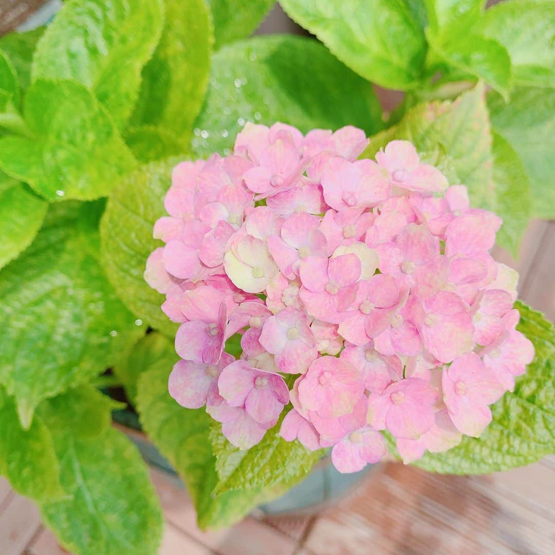 森下千里のインスタグラム：「緑の花で終わると思いきや、 赤くなりました。 紫陽花は酸性かアルカリ性かで 色が変わるらしいですね。 どっちがどうかは…忘れちゃったけど💦 ベランダの花たちが季節を教えてくれるので、おかげでゆっくりした生活…の雰囲気😙 . . #gardening #ベランダガーデニング  #紫陽花 #おうちじかん  #家が好き」