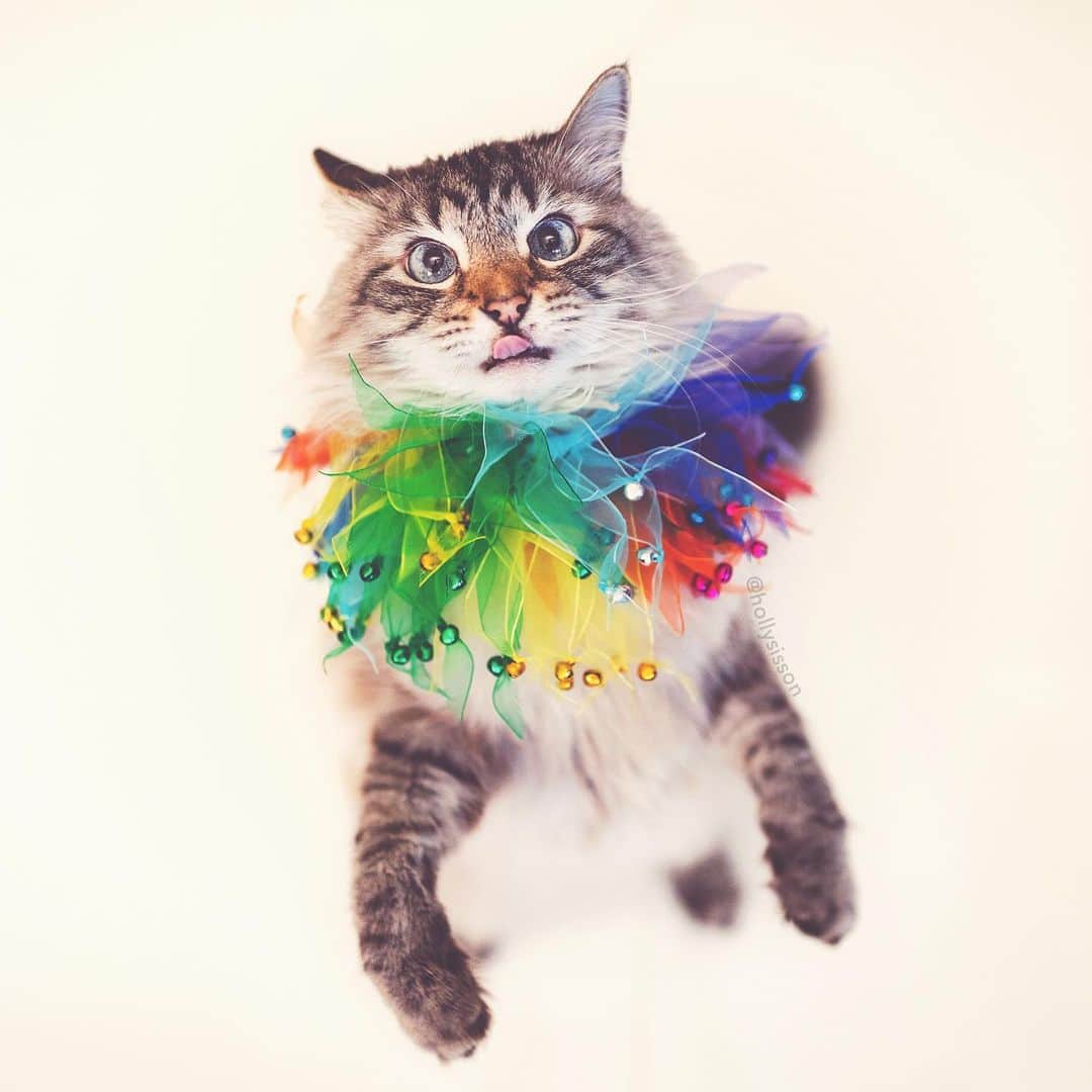 Holly Sissonのインスタグラム：「Ready to party! 🌈🐱👍 #toronto #SiberianCat #pride #pride2019 #loveislove #torontopride (See more of Alice, Finnegan, and Oliver, on @pitterpatterfurryfeet) ~ Canon 1D X MkII + 35 f1.4L @ f1.4 See my bio for full camera equipment information plus info on how I process my images. 😊」