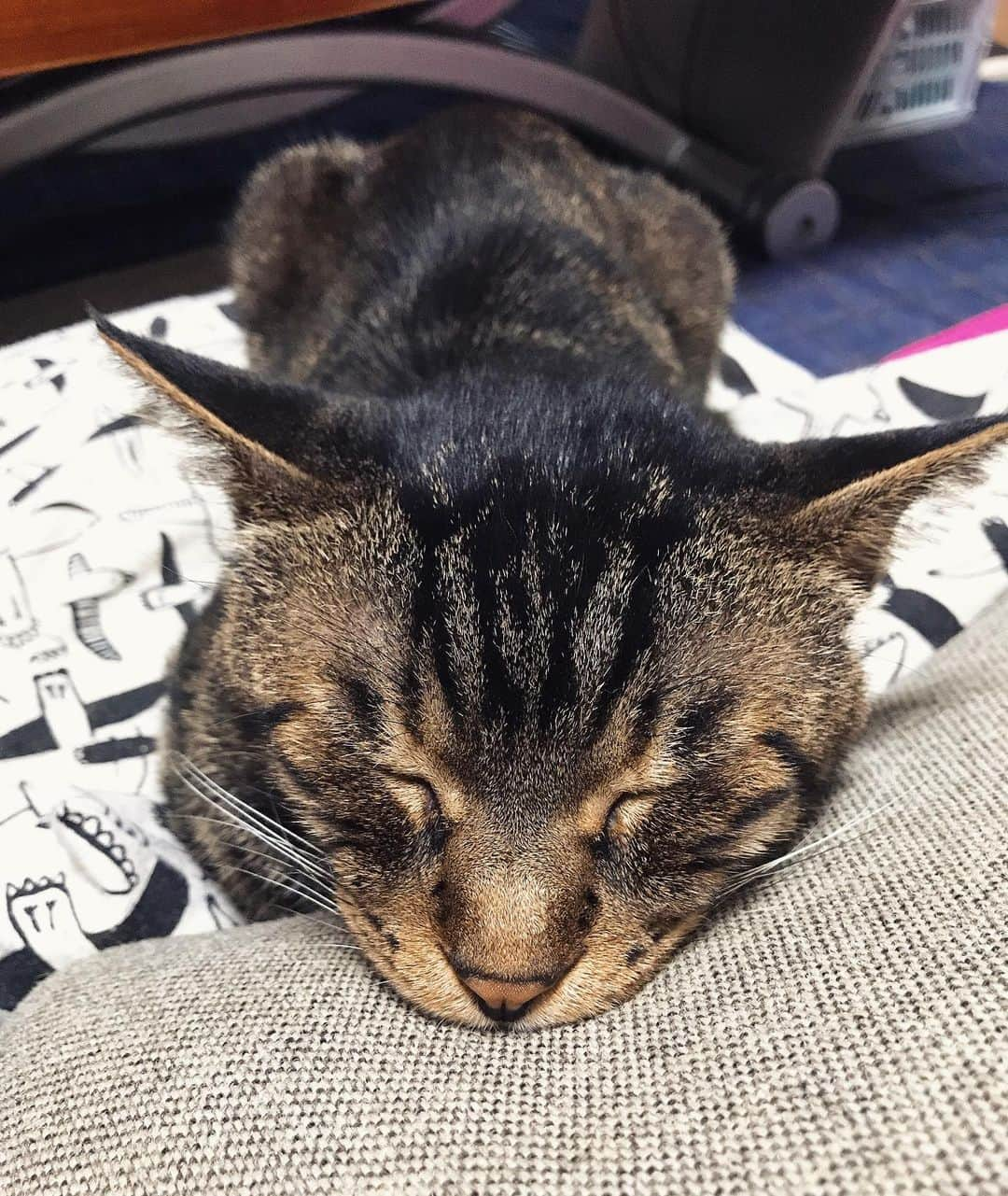 Musashiさんのインスタグラム写真 - (MusashiInstagram)「夜ムサシ。あご乗せのおやすみなさい。Nighty night. #musashi #mck #cat #キジトラ #ムサシさん #ねこすたぐらむ #musashi_the_cat」6月22日 0時21分 - _daisy