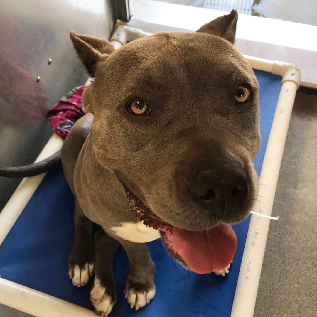 アレクサンドラ・ダダリオさんのインスタグラム写真 - (アレクサンドラ・ダダリオInstagram)「Update: she is safe and adopted! Janice is at the Downey shelter in Los Angeles. Her deadline is tomorrow morning- she’s a beautiful dog! Click through to @dogmeetsfamily to see a sweet video and if you can adopt or foster please do so!!!」6月22日 0時22分 - alexandradaddario