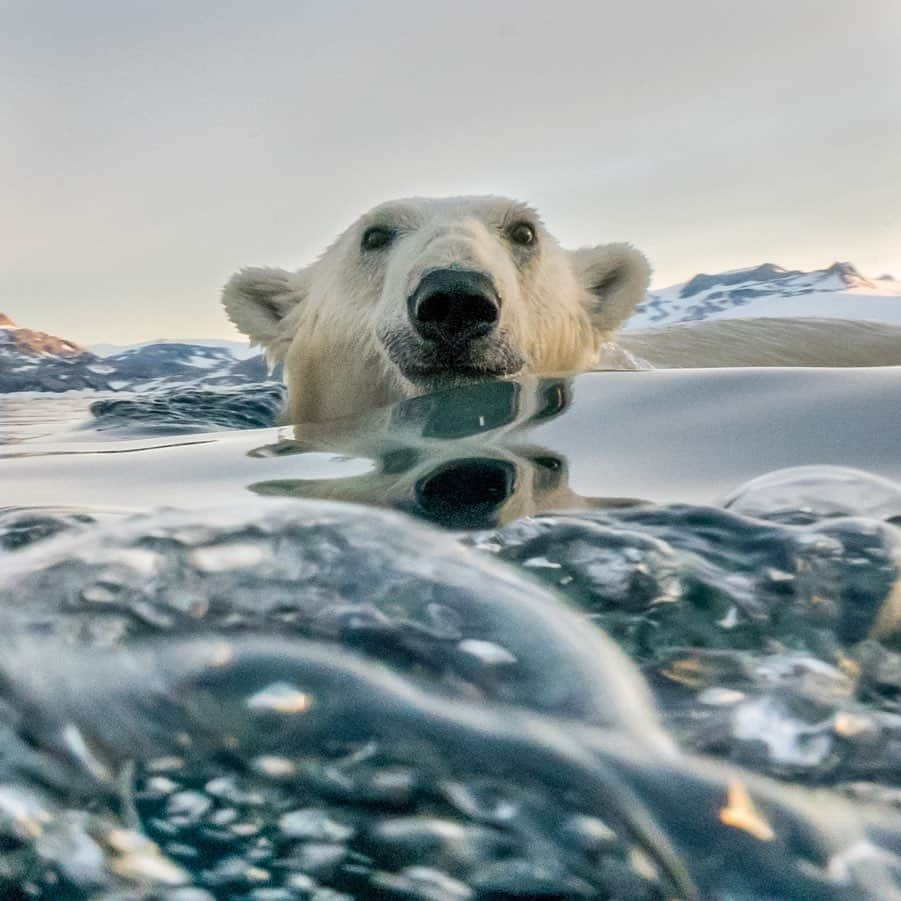 National Geographic Creativeさんのインスタグラム写真 - (National Geographic CreativeInstagram)「What's your favorite photo? Check out what caught our eye in this week's selection of #WhatWeLiked from the Image Collection editors | #PolarBear by @andy_mann | #Caracal by @schmid_chris | #Tulum by @benhortonphoto | #Kangaroo by @doug_gimesy」6月22日 0時47分 - natgeointhefield