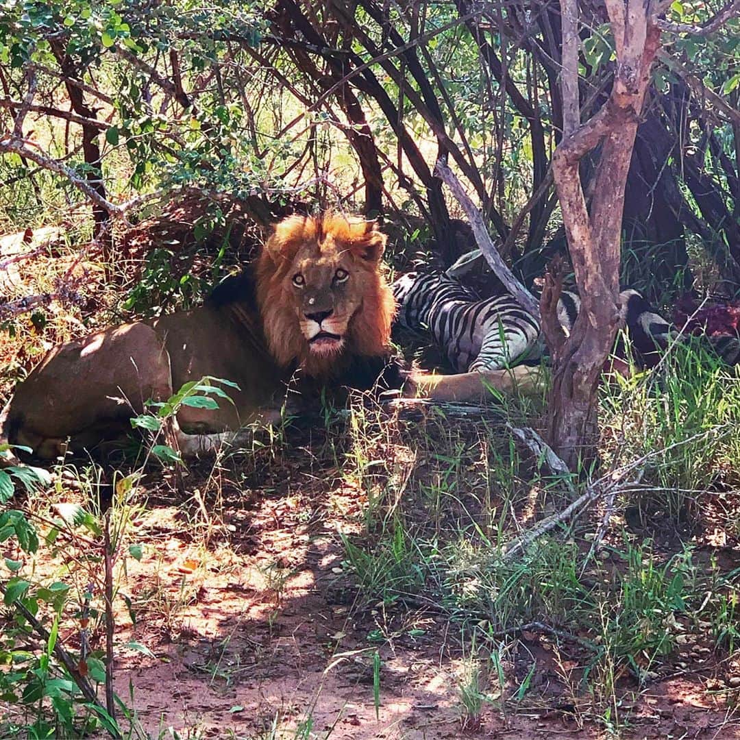 間宮祥太朗さんのインスタグラム写真 - (間宮祥太朗Instagram)「初めての南アフリカは人生において至高の体験になりました。BIG5リーチだったので、豹に会ってきっちりビンゴするためにもまた行きたい。ありがとうアナザースカイ。」6月22日 1時26分 - shotaro_mamiya