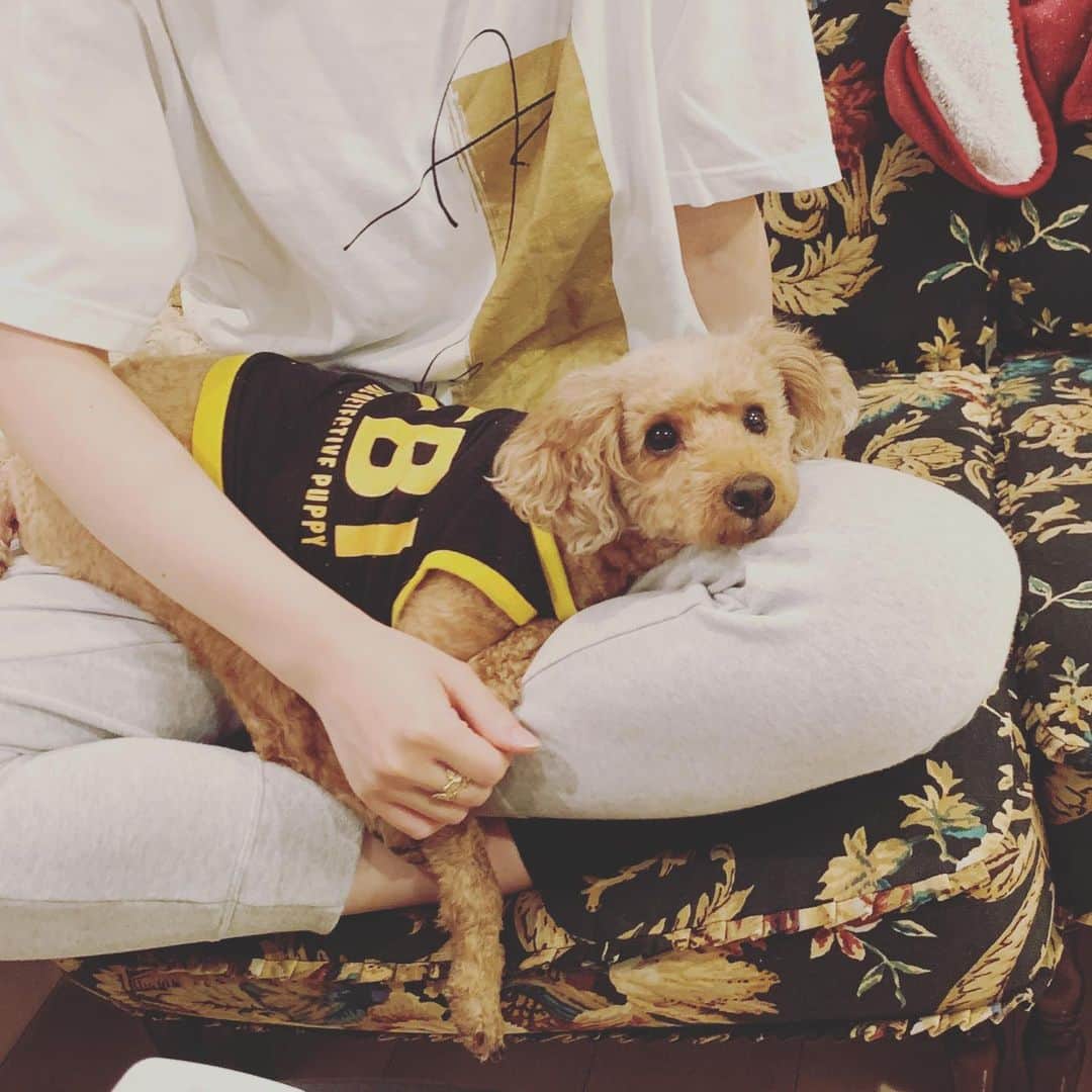 松尾幸実さんのインスタグラム写真 - (松尾幸実Instagram)「友達の膝の上でとろけている犬」6月22日 1時28分 - yukimi.m_official