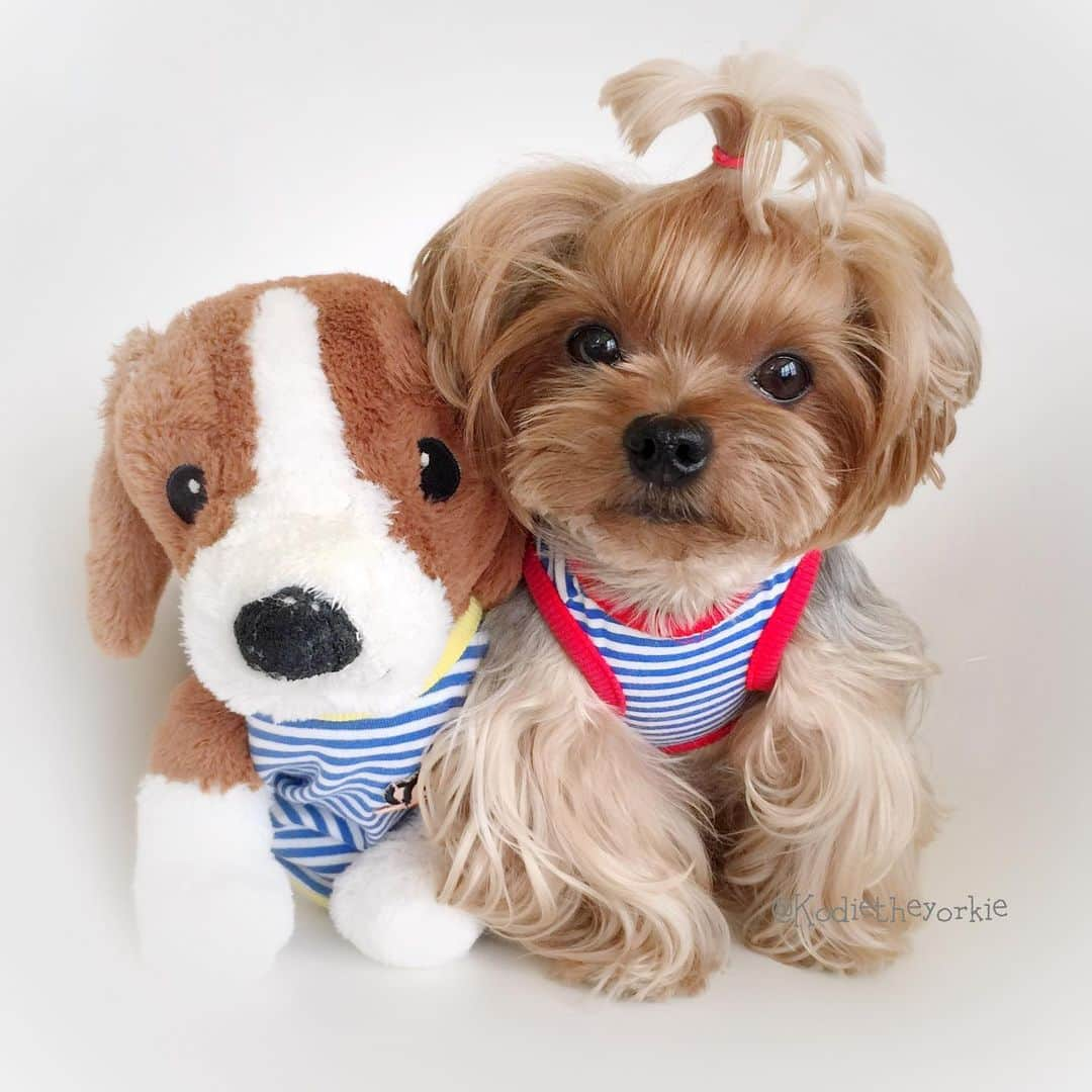 Kodie Bearさんのインスタグラム写真 - (Kodie BearInstagram)「💈“Happy National Stripes Day” from Kodie🐶 and Bella🐶 !!💈」6月22日 1時37分 - kodietheyorkie